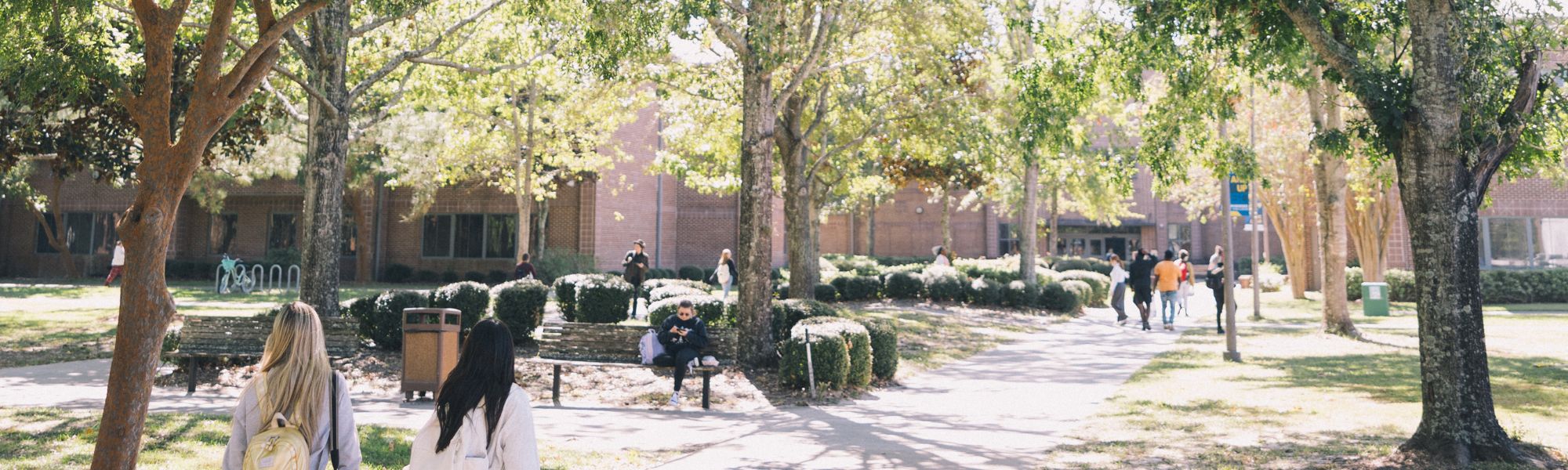 Students walking under tree canopy over campus sidewalks on a sunny day.